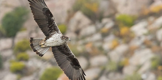 Διπλά αυθαίρετες οι αδειοδοτήσεις αιολικών στην Κεντρική Εύβοια