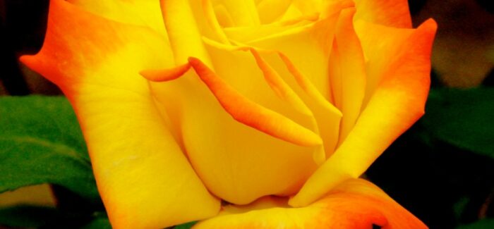 ΑΛΝΤΑ ΜΑΡΙΑ ΜΑΝΩΛΑΤΟΥ  σύζυγος Γαβριήλ Μανωλάτου ΕΦΥΓΕΣ ΓΛΥΚΙΑ ΜΟΥ