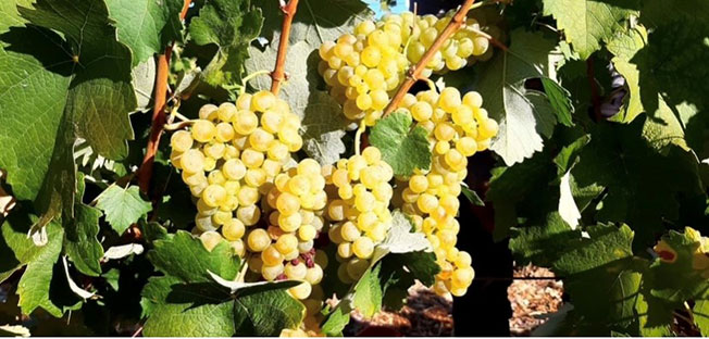 Συνεχίζοντας τις ενημερωτικές εκδηλώσεις  στην Πολιτιστική  Στέγη Τρωιαννάτων