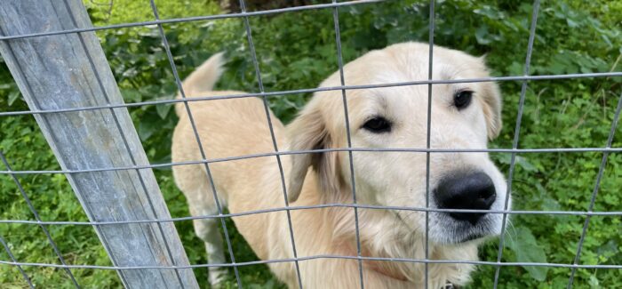 Χάθηκε Σκύλος