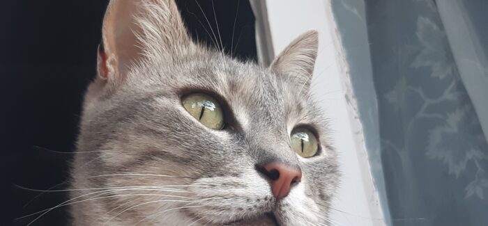 Χάθηκε γατούλα…..