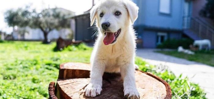 Παγκόσμια Ημέρα Αδέσποτων Ζώων ή αλλιώς «μέρα προβληματισμού»