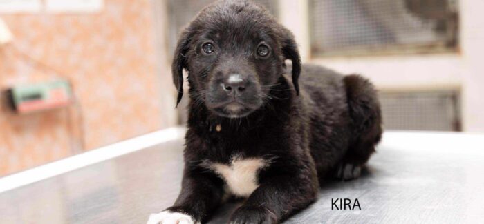 Κουτάβια για υιοθεσία στο Δήμο Σάμης