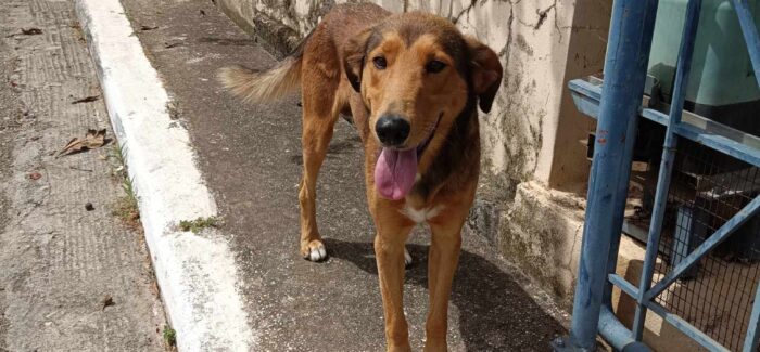 Αδέσποτο σκυλάκι στα Καταποδάτα