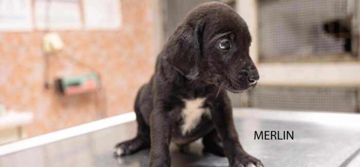 Κουτάβια για υιοθεσία στη Σάμη