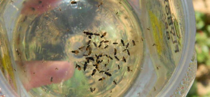 Το θέμα της δακοκτονίας ομιλία στο Ληξούρι