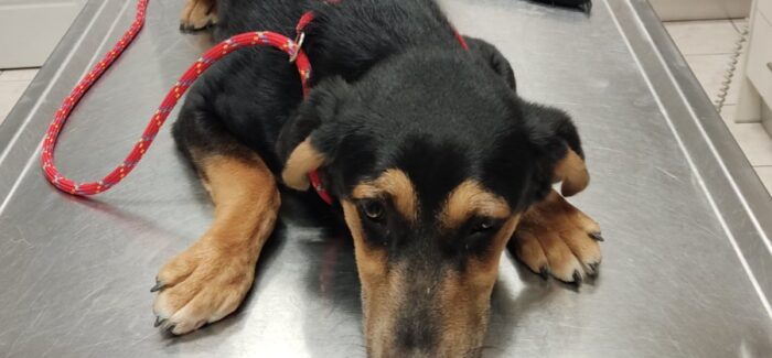 Κουτάβι για υιοθεσία