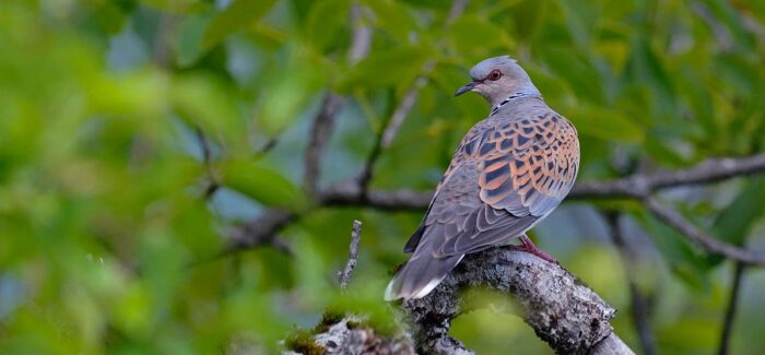 Ρυθμιστική απόφαση θήρας 2024