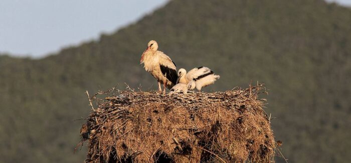 Ολοκληρώθηκε η Εθνική Απογραφή Λευκών Πελαργών