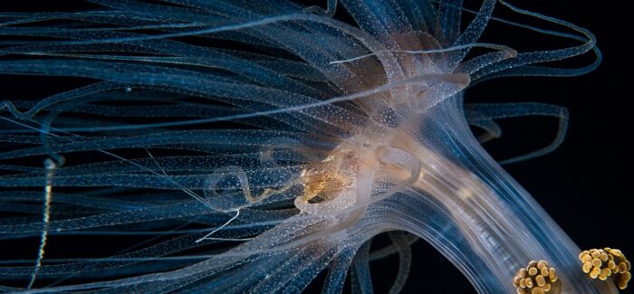 “Υποθαλάσσιες πολυμορφίες” / “Underwaterdiversities