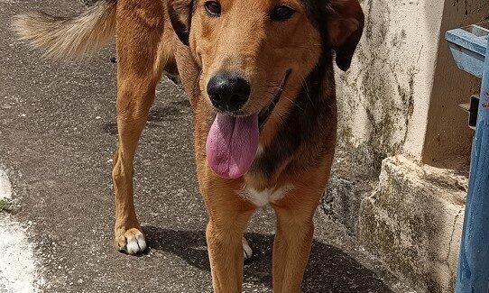 Κουτάβια για υιοθεσία στη Σάμη