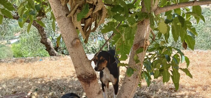 Δήμος Σάμης – Αδέσποτα κουτάβια στο Πυργί