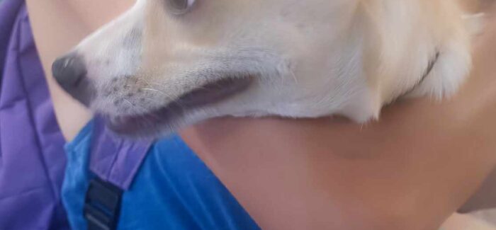 Αδέσποτο κουταβάκι στη Σάμη