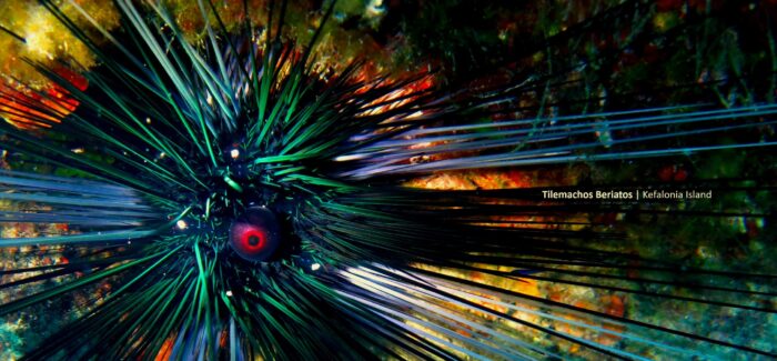 Ο ξενικός αχινός «Σκαντζόχοιρος» στο Ιόνιο