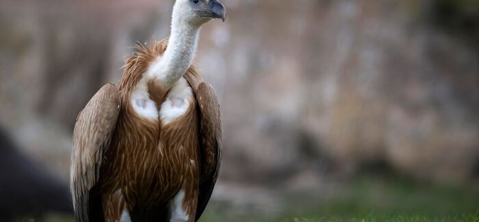 Αποκεφαλισμός γύπα από ανεμογεννήτρια στα Ακαρνανικά Όρη!