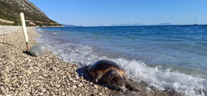 Καρέτα Καρέτα βρέθηκε νεκρή στην Παραλία Αράγια του Πόρου