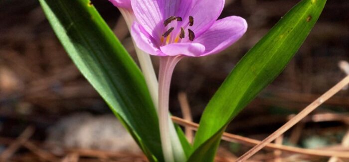 «Βιοποικιλότητα της Κεφαλονιάς και του Ιονίου: Ανάδειξη,  προστασία και βιώσιμη ανάπτυξη»