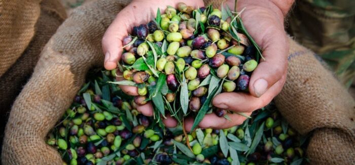 Λάδι από “χρυσό” και τον φετινό χειμώνα!