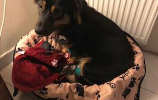 Ευχαριστίες για τη βοήθεια κατά την επίθεση σκύλων