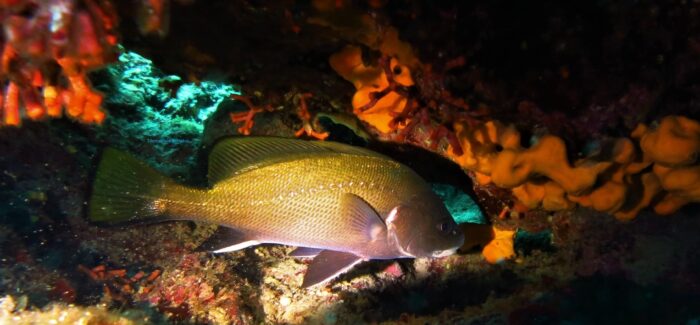 Η Σημασία και η Προστασία του θαλάσσιου περιβάλλοντος – Ιόνιο πέλαγος