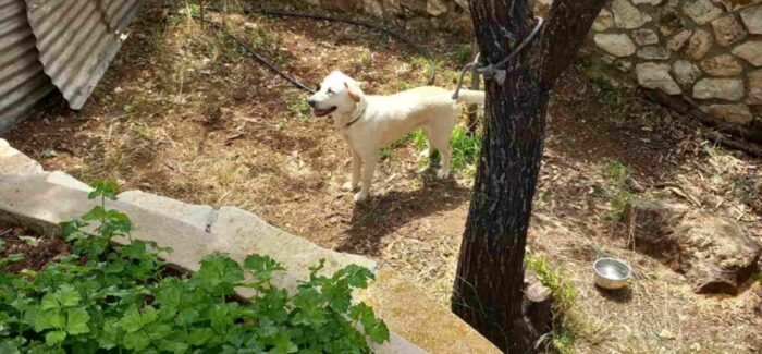 Βρέθηκε σκυλί στα Μακρυώτικα