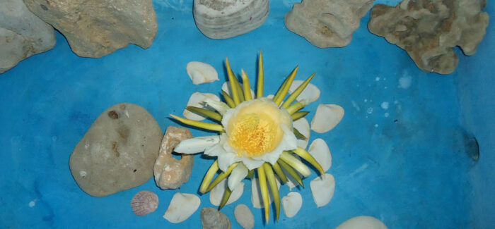 ΑΥΓΟΥΣΤΟΣ ΤΕΧΝΗΣ ΣΤΗ ΣΥΓΧΡΟΝΗ ΠΙΝΑΚΟΘΗΚΗ VILLA ΡΟΔΟΠΗ – ΑΡΓΟΣΤΟΛΙ / ΠΡΟΣΚΛΗΣΗ