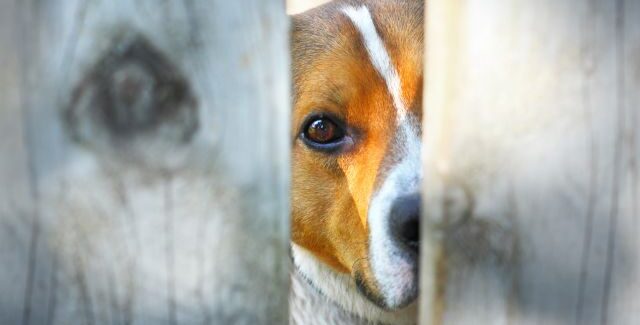Μήνυμα Δήμου Σάμης αναφορικά με το πρόσφατο περιστατικό κακοποίησης δεσποζόμενων ζώων