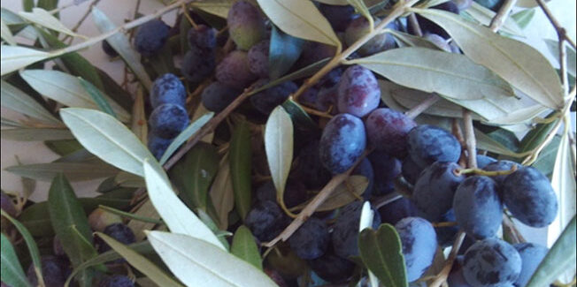  Βιωματικό Εκπαιδευτικό Πρόγραμμα “Από το λιομάζωμα στο ελαιόλαδο”