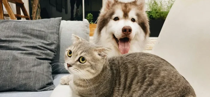 Παγκόσμια ημέρα των ζώων: Κατοικίδια και πολυκατοικίες