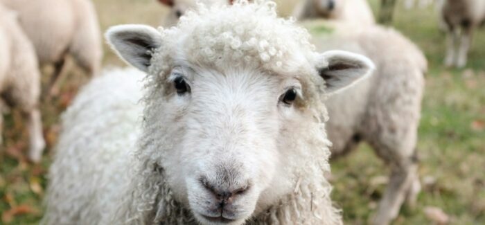 ΔΙΑΚΙΝΗΣΗ ΝΩΠΟΥ ΓΑΛΑΚΤΟΣ ΑΙΓΟΠΡΟΒΑΤΩΝ ΛΟΓΩ ΚΡΟΥΣΜΑΤΩΝ ΕΥΛΟΓΙΑΣ  ΠΡΟΒΑΤΩΝ ΚΑΙ ΑΙΓΩΝ