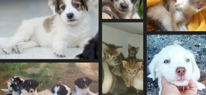 Το Adopto φέρνει μια νέα εποχή στη φιλοζωία στην Ελλάδα