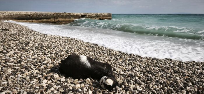 Νεκρό κατσικάκι ξεβράστηκε στην Κεντρική Παραλία του Πόρου Κεφαλονιάς!