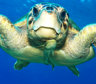 «Σώστε την Καρέτα»:  Όταν οι μαθητές γίνονται φωνή για τη ζωή στη θάλασσα