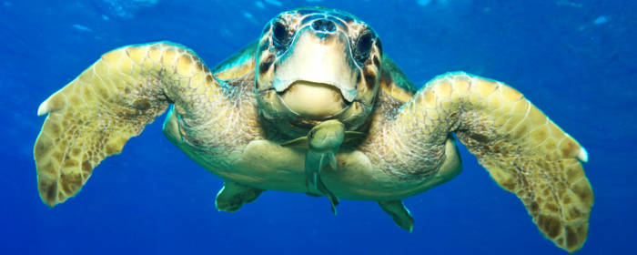 «Σώστε την Καρέτα»:  Όταν οι μαθητές γίνονται φωνή για τη ζωή στη θάλασσα