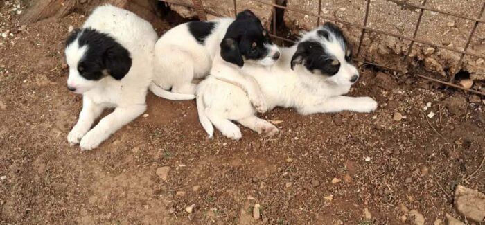Κουτάβια για υιοθεσία
