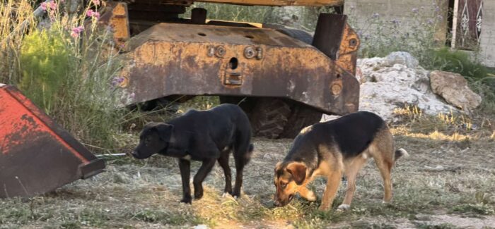 Δύο αδέσποτα σκυλιά νεαρής ηλικίας κυκλοφορούν στην ευρύτερη περιοχή