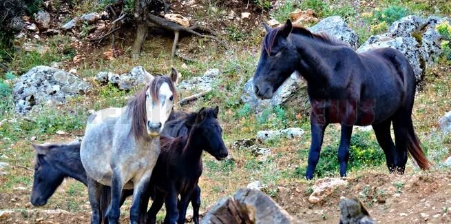 Σαφάρι άγριων αλόγων στον Αίνο,