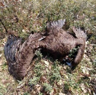 Μαζική δηλητηρίαση άγριας ζωής στη Δαδιά: Μήνυση κατά παντός υπευθύνου από την Ομάδα Εργασίας Ενάντια στα Δηλητήρια