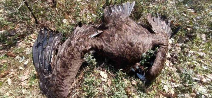 Μαζική δηλητηρίαση άγριας ζωής στη Δαδιά: Μήνυση κατά παντός υπευθύνου από την Ομάδα Εργασίας Ενάντια στα Δηλητήρια
