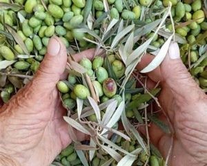 Ιδρυτική συνάντηση της ΚΟΙΝΣΕΠ «Ασπρολιά» στη Λευκάδα στο πλαίσιο του Έργου ADRURAL.